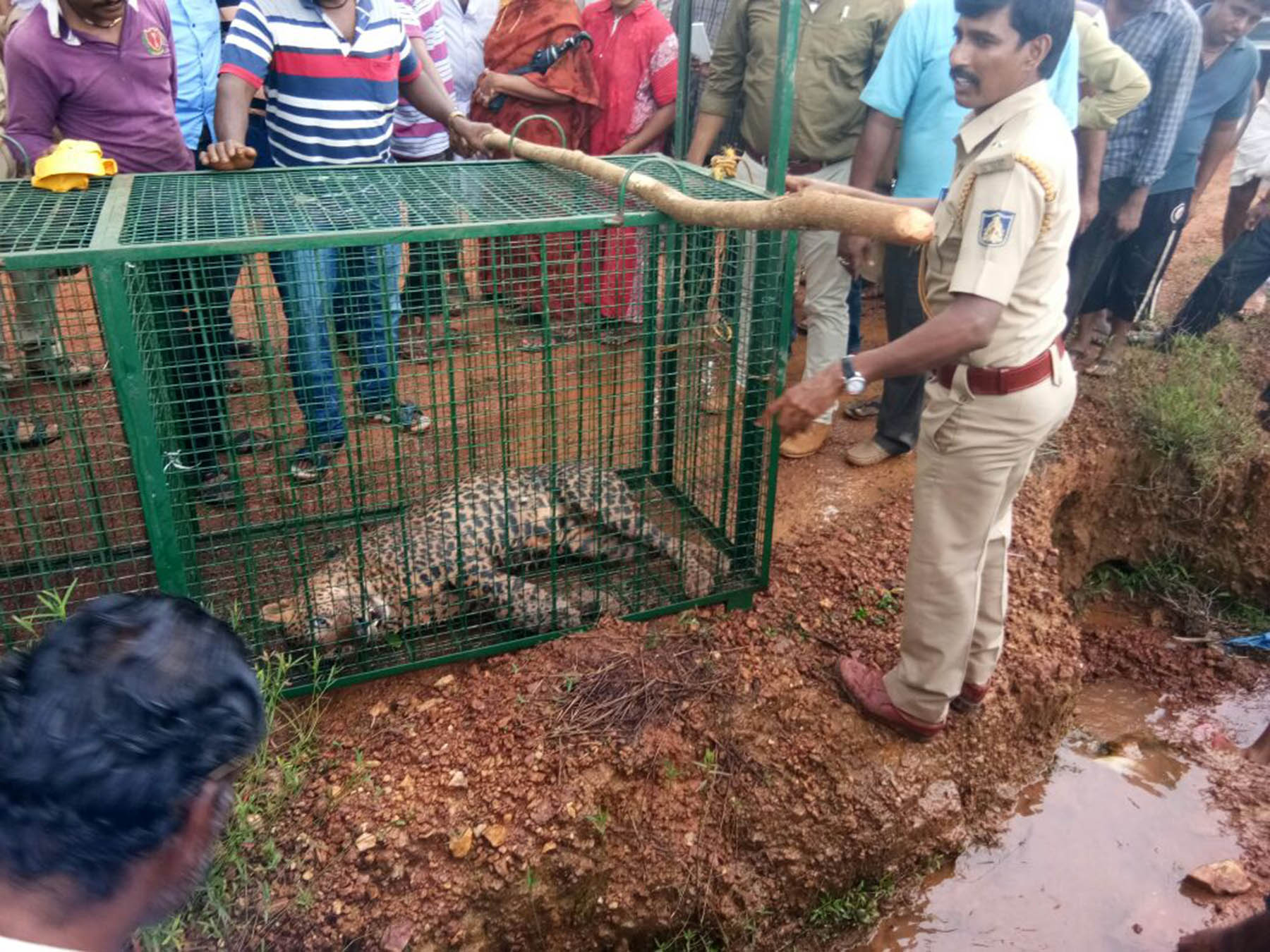 ಮಣಿಪುರ: ಉರುಳಿಗೆ ಸಿಲುಕಿದ ಚಿರತೆಯ ರಕ್ಷಣೆ
